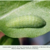 lycaena candens georgia larva4d